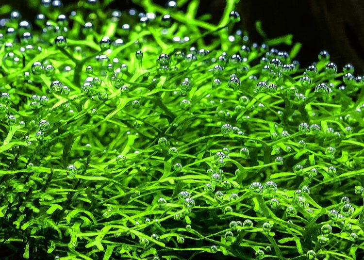 Trồng cây thủy sinh giúp loại bỏ tảo rêu một cách dễ dàng